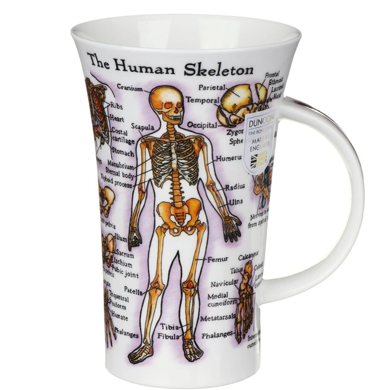 DUNOON Glencoe The Human Body (Skeleton & Muscles) Mug - Image 5