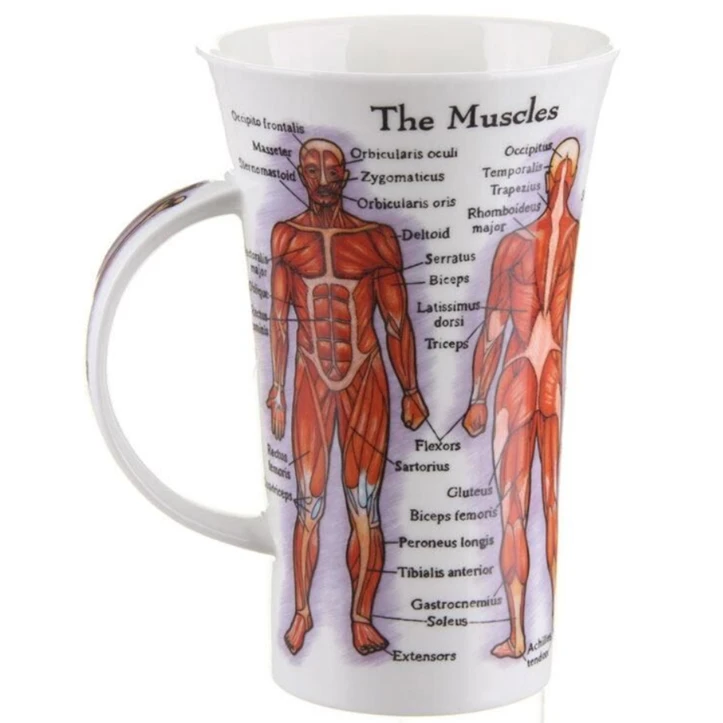 DUNOON Glencoe The Human Body (Skeleton & Muscles) Mug - Image 3