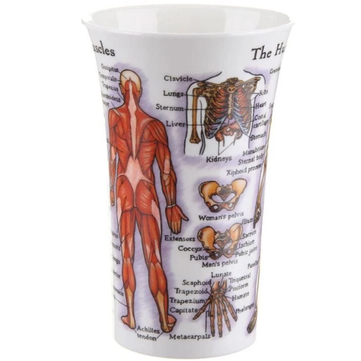 DUNOON Glencoe The Human Body (Skeleton & Muscles) Mug - Image 4